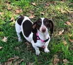 AKC Miniature Dachshunds