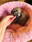 Teacup Poodles & Toy Poodle puppies- Shots & Registered.