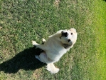 Great Pyrenees