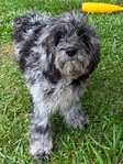 Cockapoo puppy