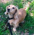 AKC Miniature Dachshunds