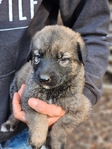 Anatolian Shepherd and German Shepherd mix puppies