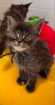 Main coon kittens