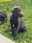 Charcoal Lab Puppy!