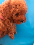 Baby-Doll Face toy Poodles
