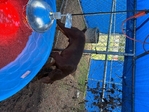 Doberman puppies