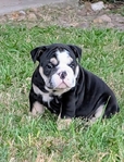 AKC Reg English bulldog