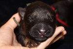 Akc German shepherd puppies