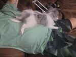 Yorkie-Pom