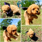 Toy poodle pups!