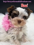 AKC Micro Yorkies Ready Now!