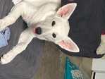 White German Shepherd & Lab/Shepherd