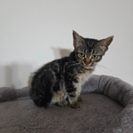 Free kitten 13 weeks old