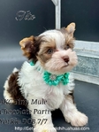 AKC  Stunning  Male Micro Yorkies