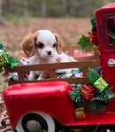 AKC CHAMPION BLOODLINE CAVALIER KING CHARLES SPANIEL