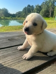 English Bred Yellow Labrador Puppies Available