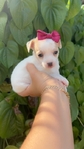 Teacup chihuahua puppies