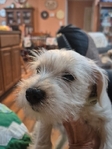 Female Miniature Schnauzer