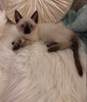 Adorable Siamese Kitten