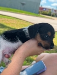 Silky wire hair mini dachshund pup
