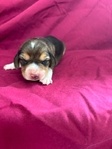 Beagle puppies AKC
