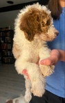 Goldendoodle Puppies
