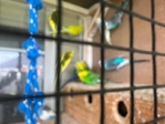 Parakeets for Sale