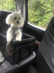 Maltipoo Puppies for sale - Fluffy, Adorable & Family - Raised