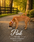 Rhodesian Ridgeback Puppies