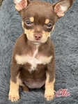 AKC Stunning Female Chihuahua