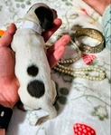 Beautiful Dauschund puppies ( 2 different  litters)
