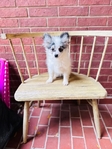 Pomeranian puppies 2 blue Merle Males