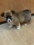 Pembroke corgi pup