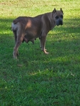Formentino Cane Corso Puppies!