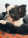 Exquisite AKC Male Applehead Chihuahuas