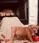 Puppies for sale!