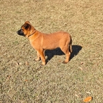 AKC Working Belgian Malinois Pups
