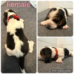Basset hounds puppies