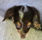 CHIWEENIE  CUTE  PUPPIES 7 WEEKS OLD
