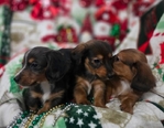 Beautiful Dachshund Puppies