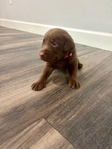 AKC Registered Chocolate Lab Puppies