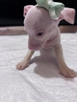 Beautiful Merle Chihuahua Puppies