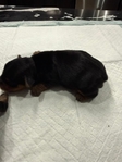 CKC Registered Purebred Yorkie Puppies