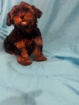 Ckc Yorkie pupies