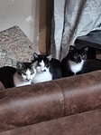 Male Kittens