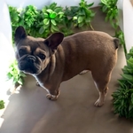 French Bulldogs for sale CHEAP