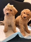 Beautiful Golden Doodle Puppies