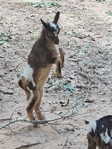 Nigerian Baby Goats for sale