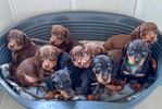 Mini dachshund puppies for rehoming
