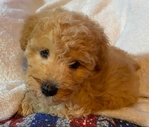 Miniature Poodle